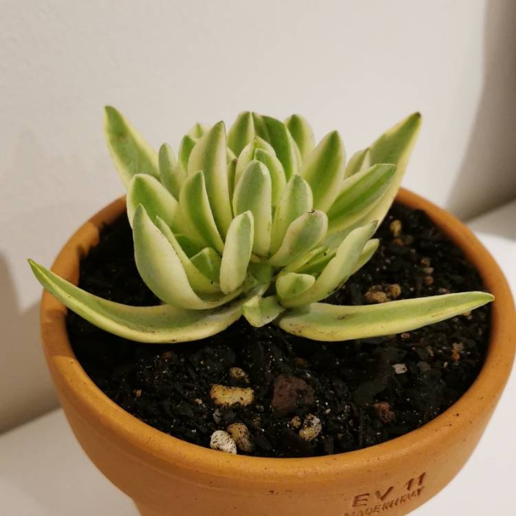 plant image 1067488