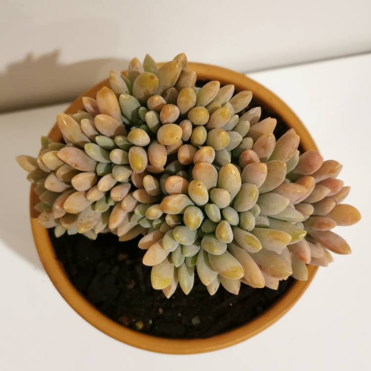 Plant image x Pachyveria Clavifolia Cristata