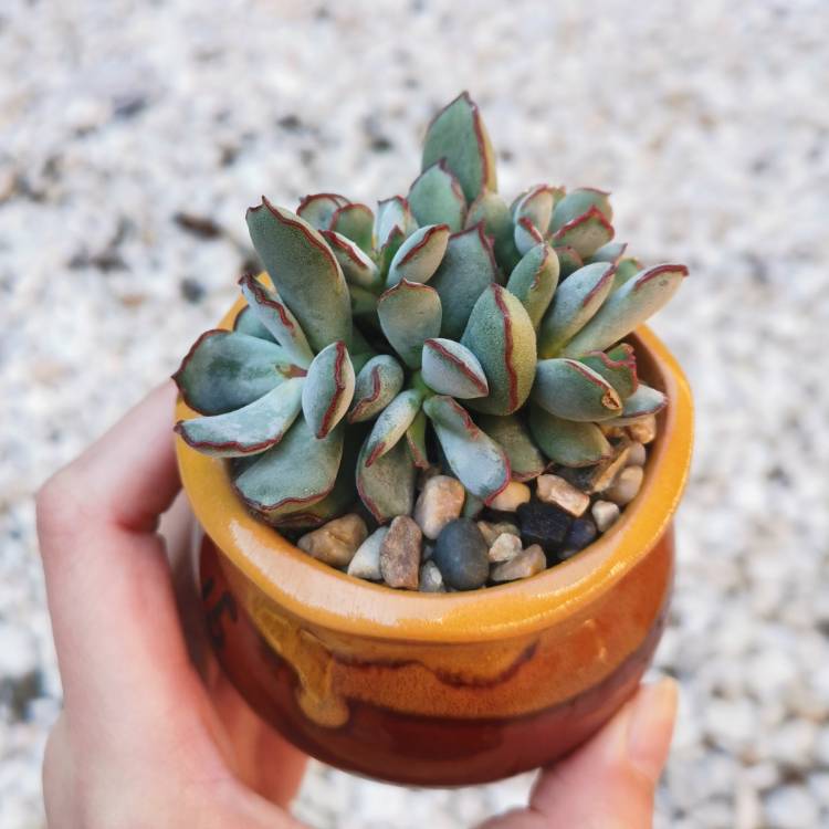 Plant image Cotyledon Papillaris