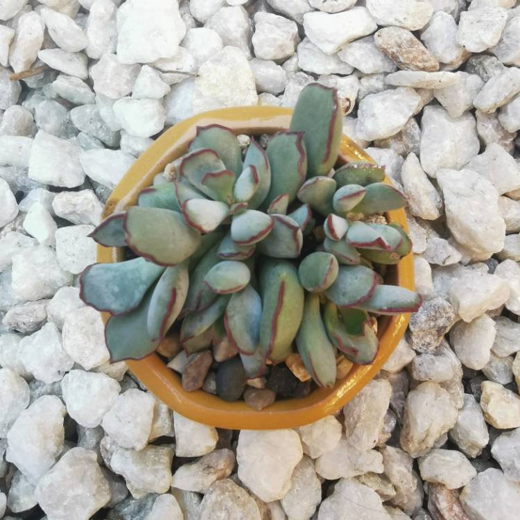 plant image 1087027 plant image 1087027