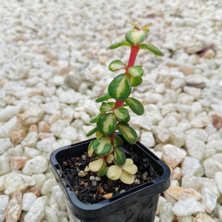 plant image 1099516 plant image 1099516