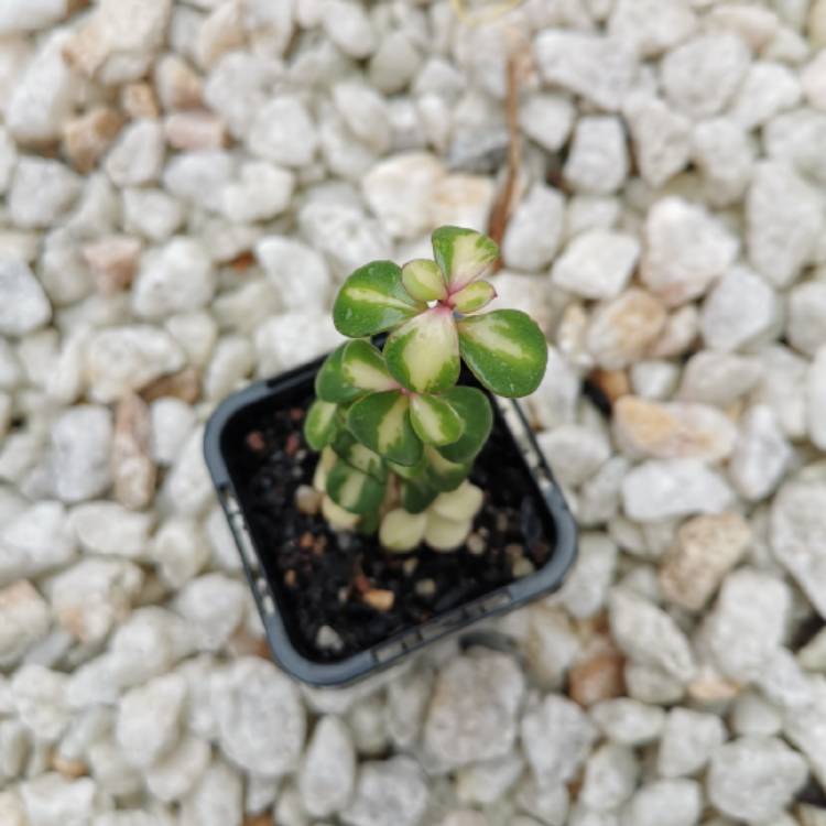 plant image 1099517 plant image 1099517