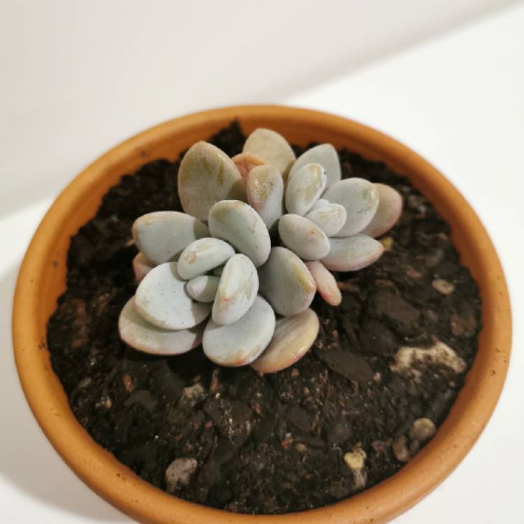 plant image 1101823 plant image 1101823