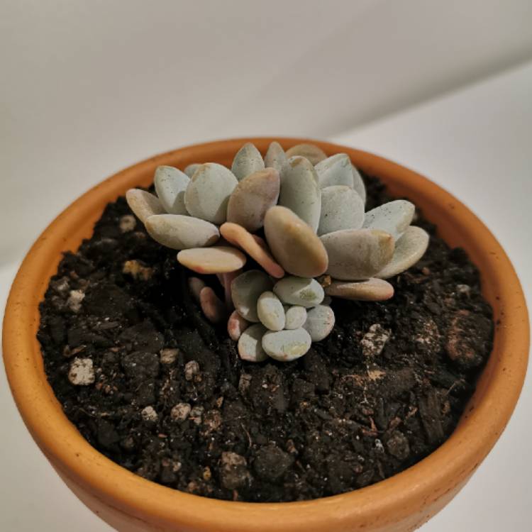 plant image 1101825 plant image 1101825