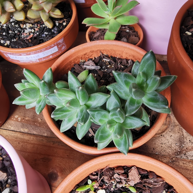 Plant image Pachyphytum Chiseled Stones