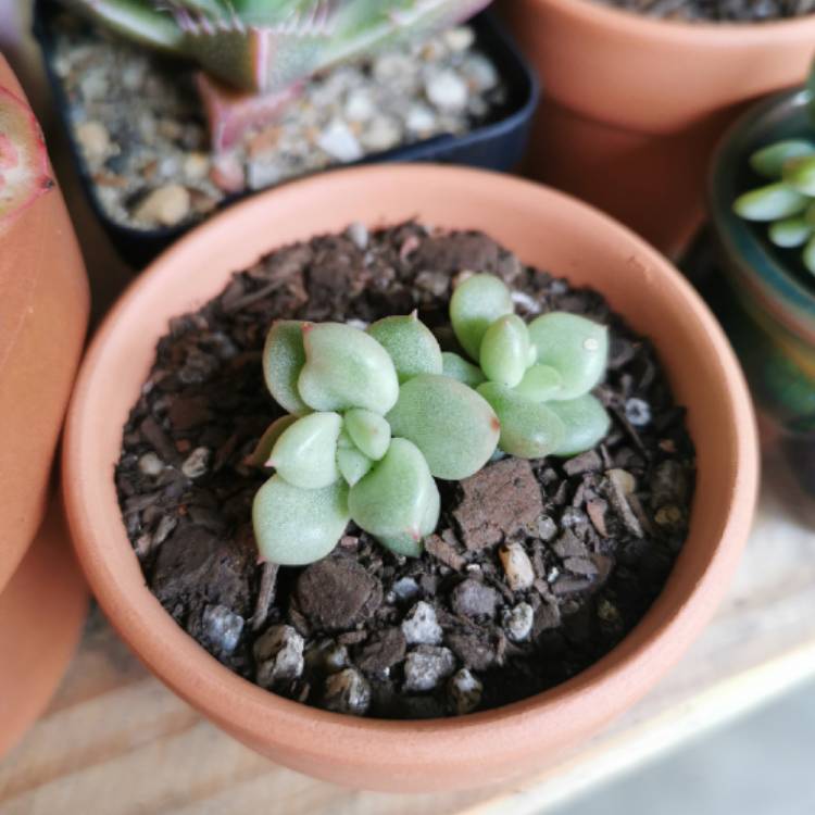 plant image 1113207 plant image 1113207