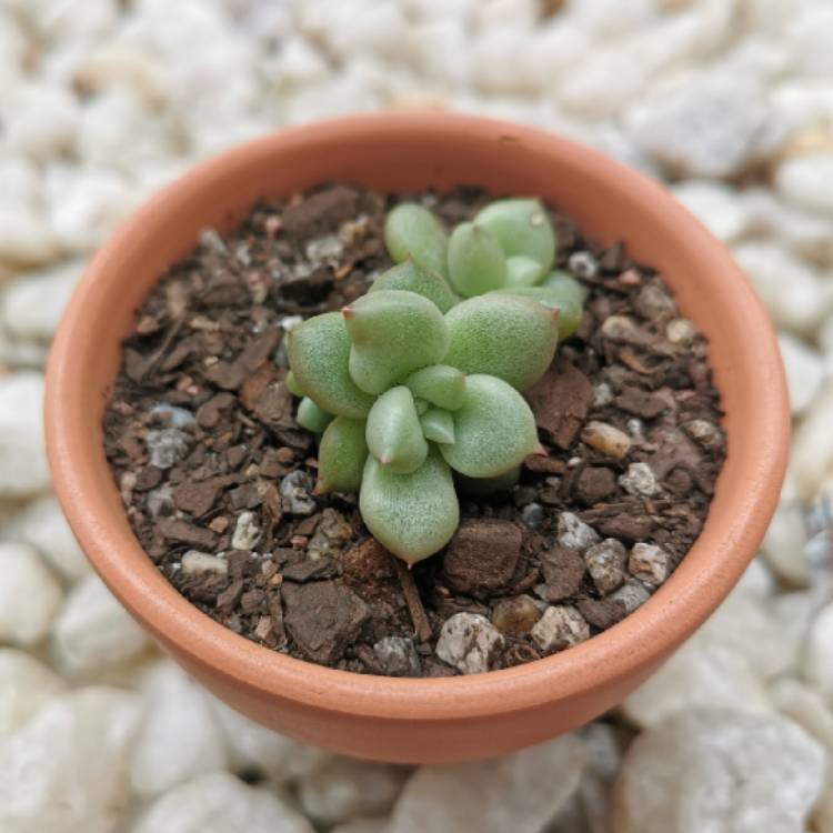 Plant image Echeveria J.C. Van Keppel