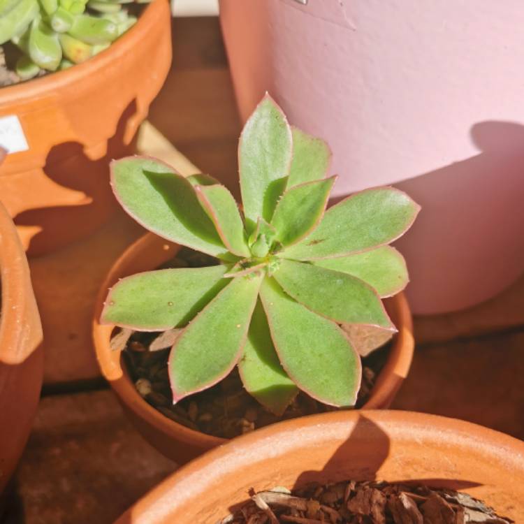 plant image 1122809