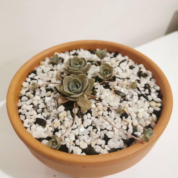 plant image 1125040