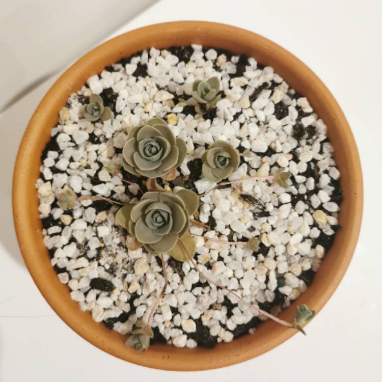 Plant image Orostachys furusei