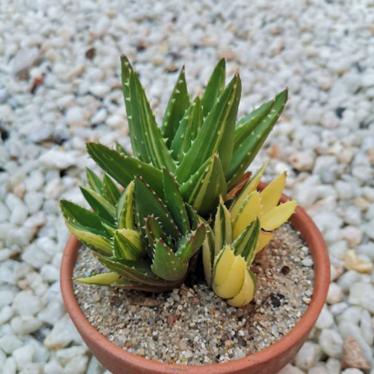 Plant image Aloe perfoliata f. variegata