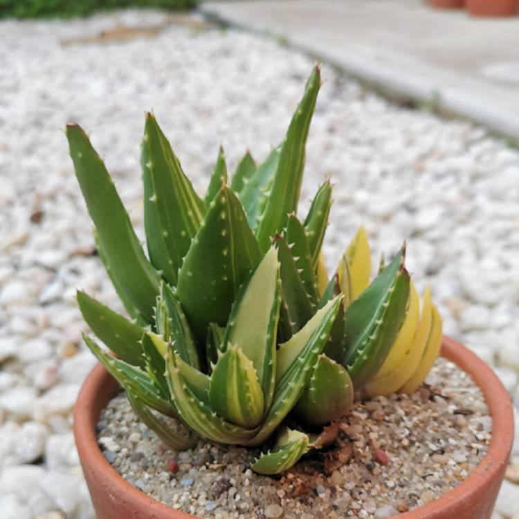 Plant image Aloe perfoliata f. variegata
