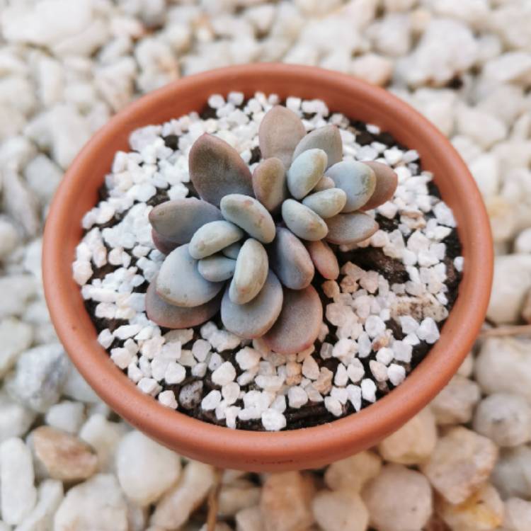 plant image 1126465 plant image 1126465
