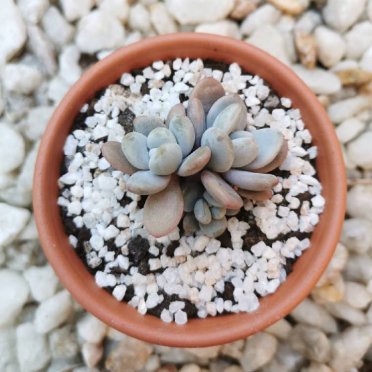 plant image 1126466 plant image 1126466