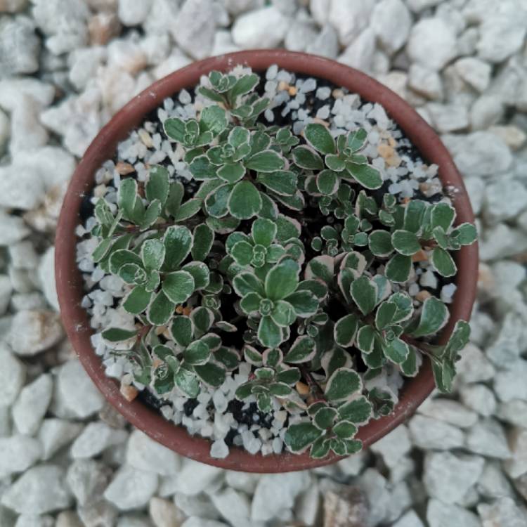 Plant image Sedum Spurium Tricolor