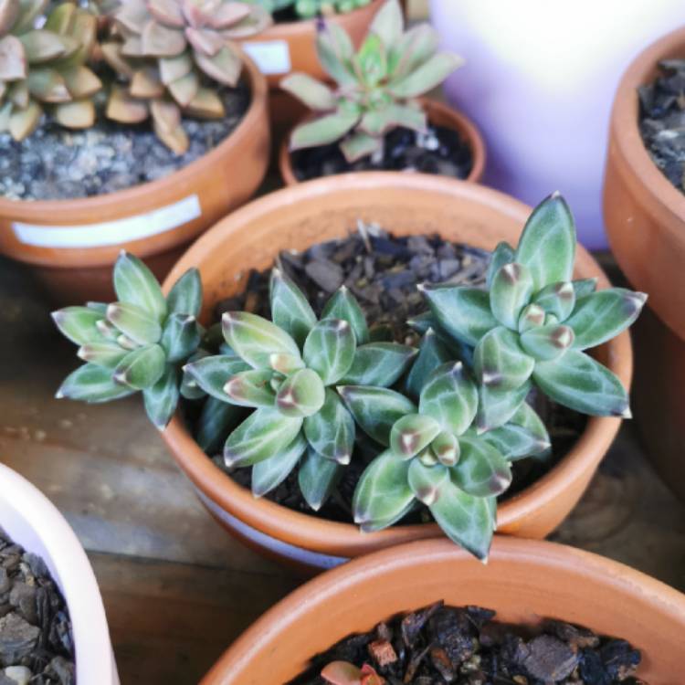 plant image 1156059 plant image 1156059