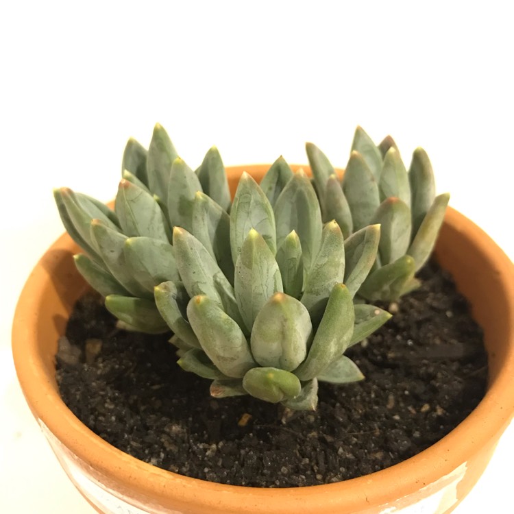 plant image 934282 plant image 934282
