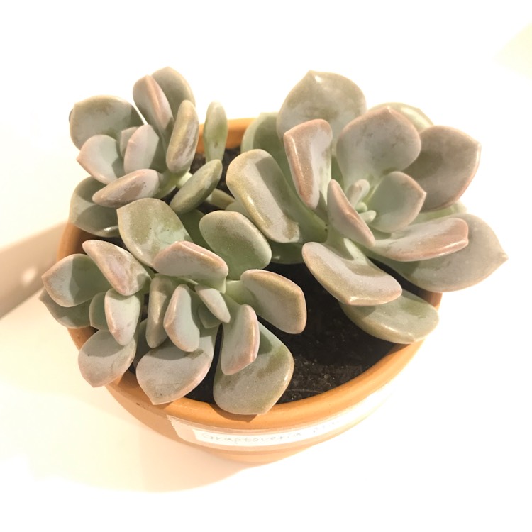 Plant image xGraptoveria Margaret Rose