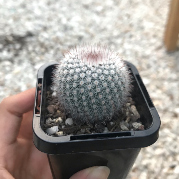 Plant image Notocactus rudibuenekeri