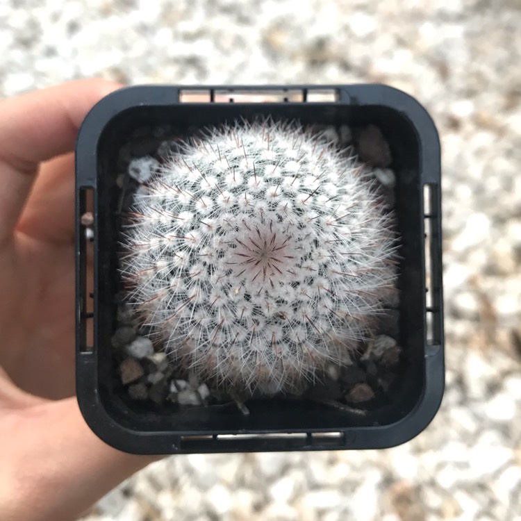 Plant image Notocactus rudibuenekeri