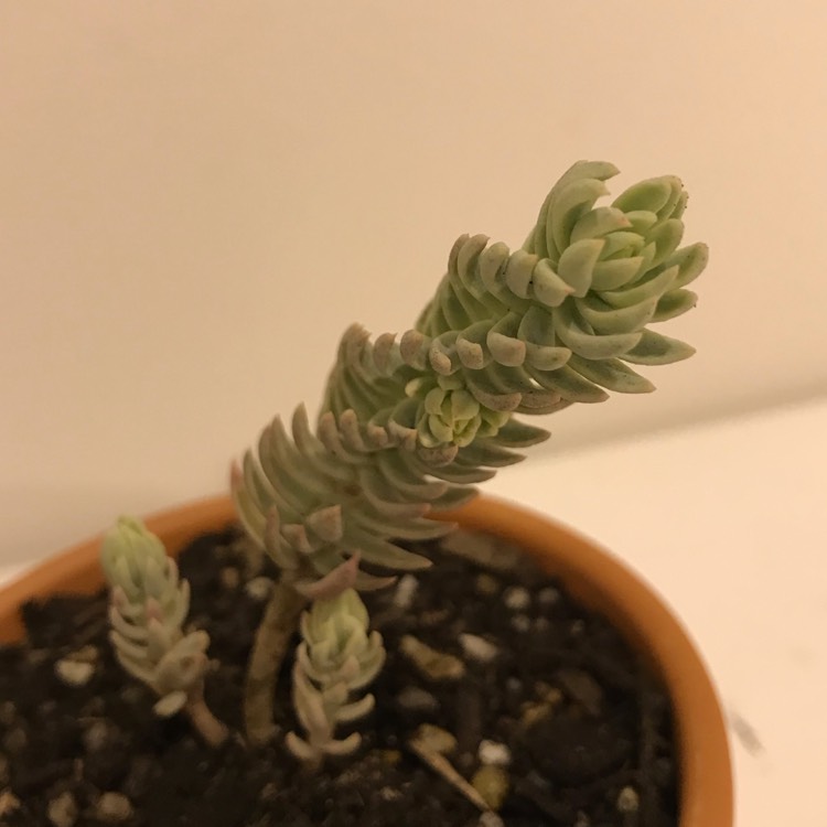 Plant image Sedum reflexum var. chameleon