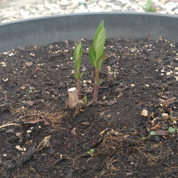 plant image 702202