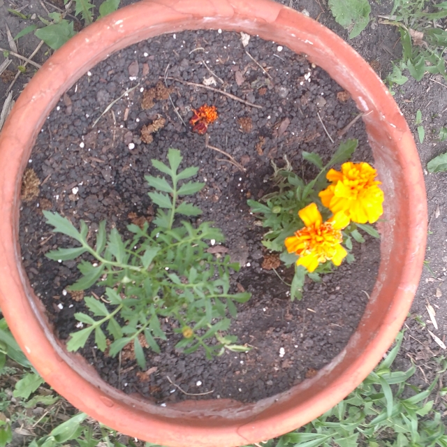 plant image 702215