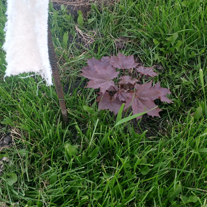 plant image 702221