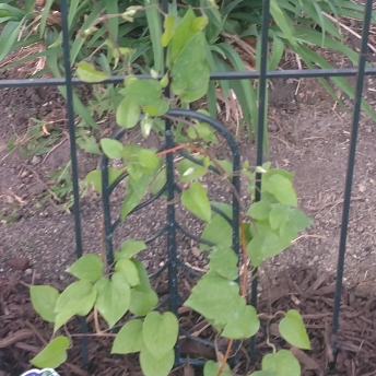 plant image 702226
