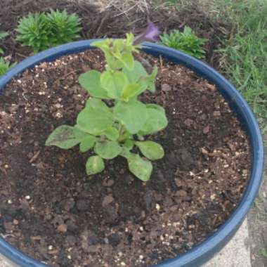 Petunia