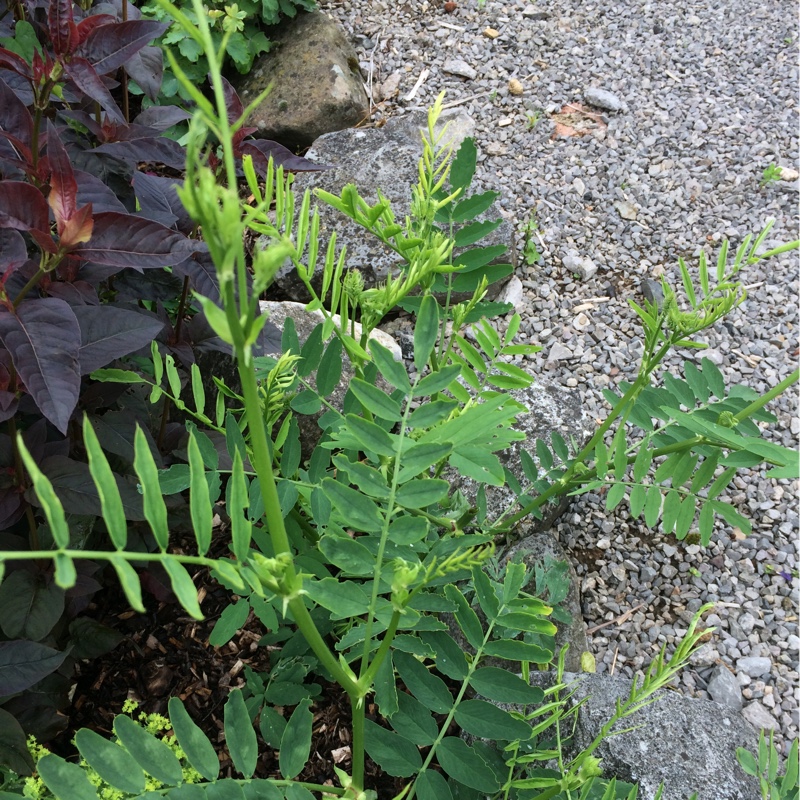 plant image 123641