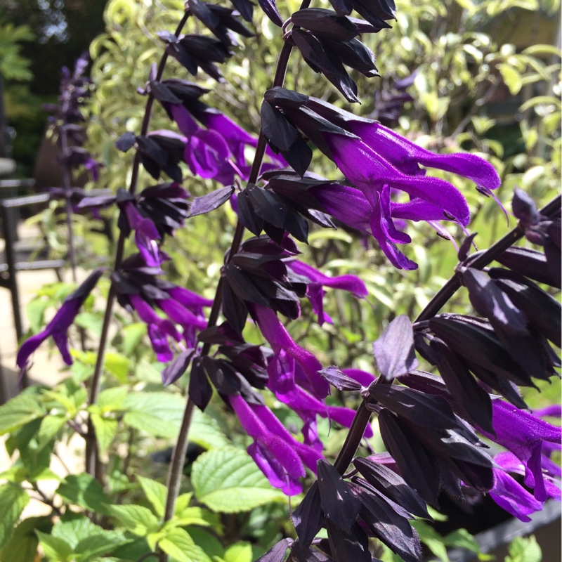 plant image 140434