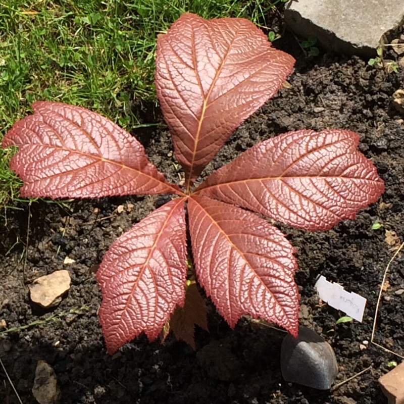 Plant image Rodgersia