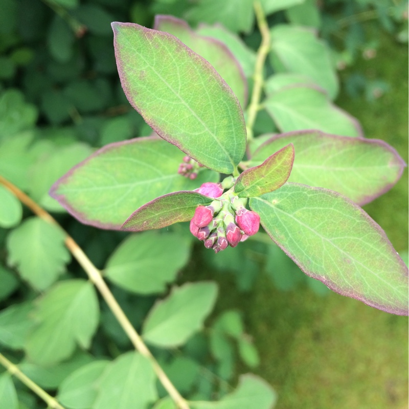 Symphoricarpos albus