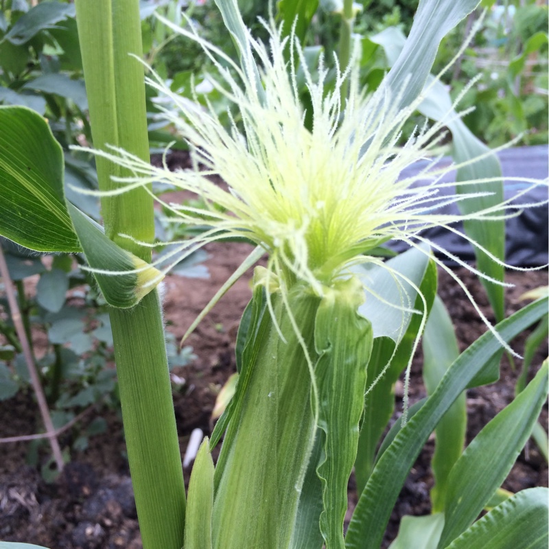 Zea mays 'Applause'