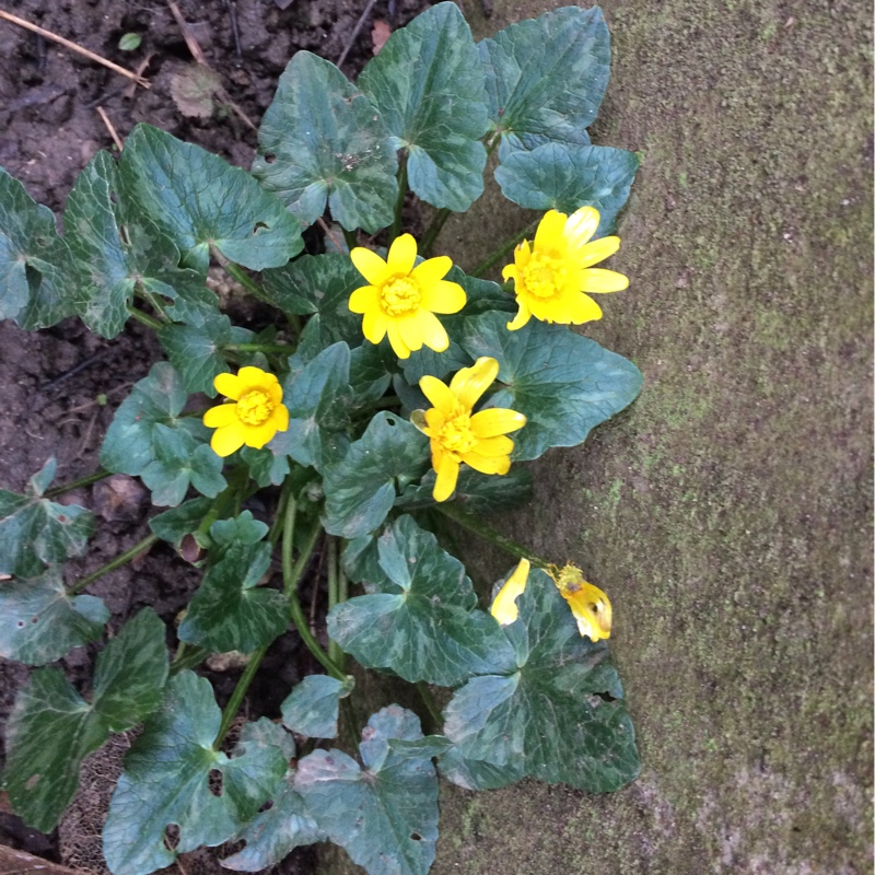 Plant image Ficaria verna