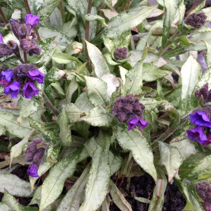 Plant image Pulmonaria 'Diana Clare'