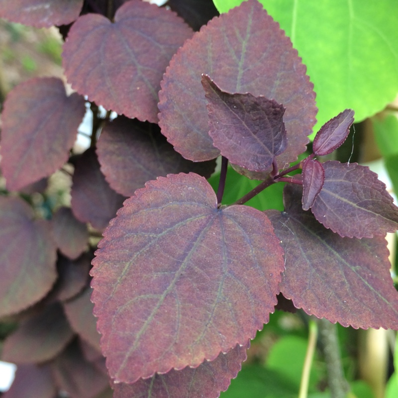 Cercidiphyllum japonicum