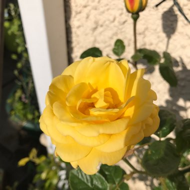 Rosa 'Arthur Bell'