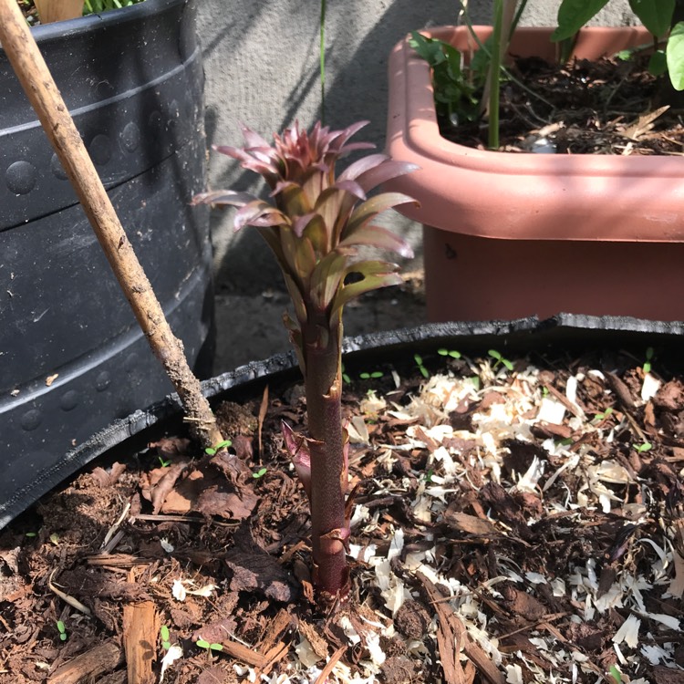 plant image 1006396