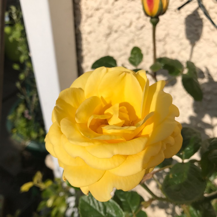 plant image 1006948