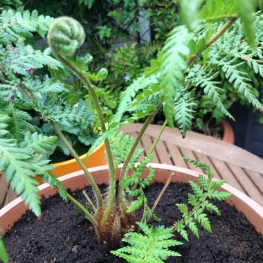 Dicksonia antarctica