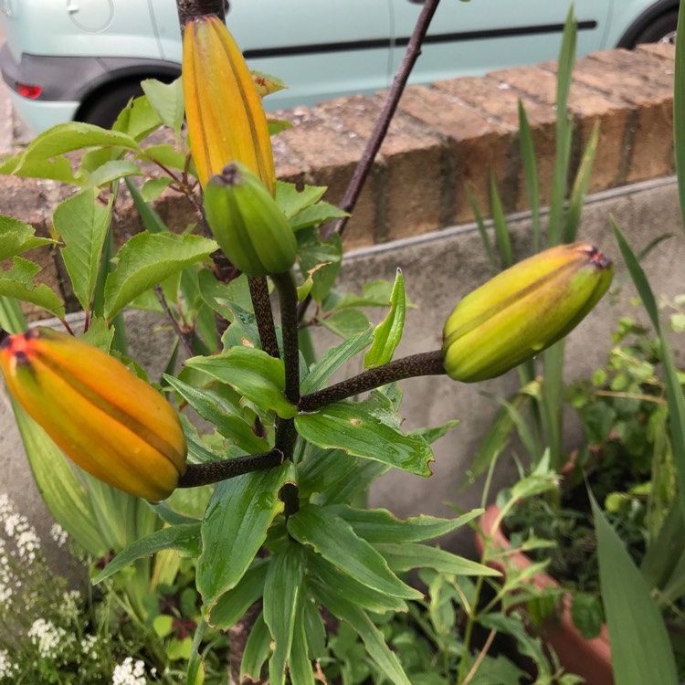 plant image 1098113
