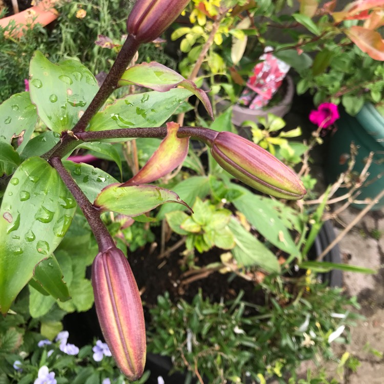 plant image 1098114