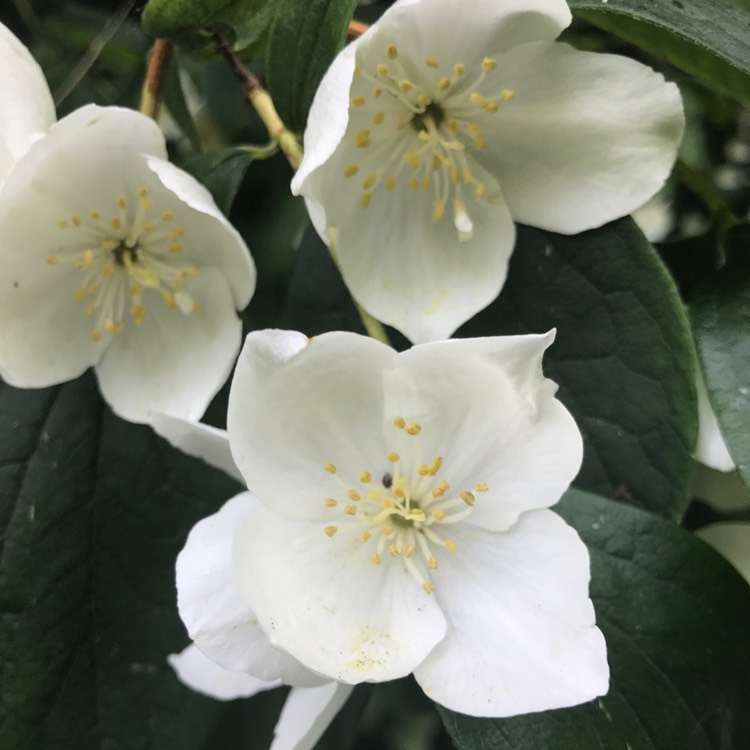 Plant image Philadelphus lewisii