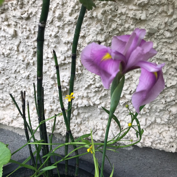 Plant image Iris 'Laevigata'Hybrid