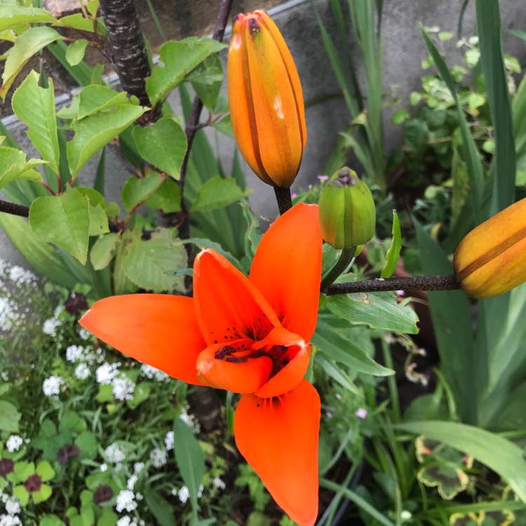 plant image 1102568