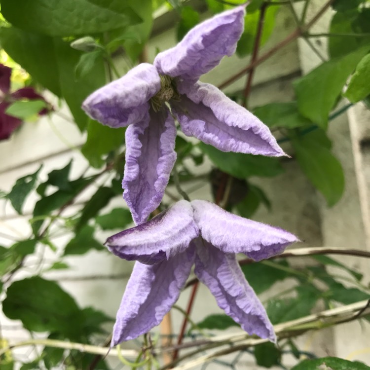 Plant image Clematis 'Blue Angel'
