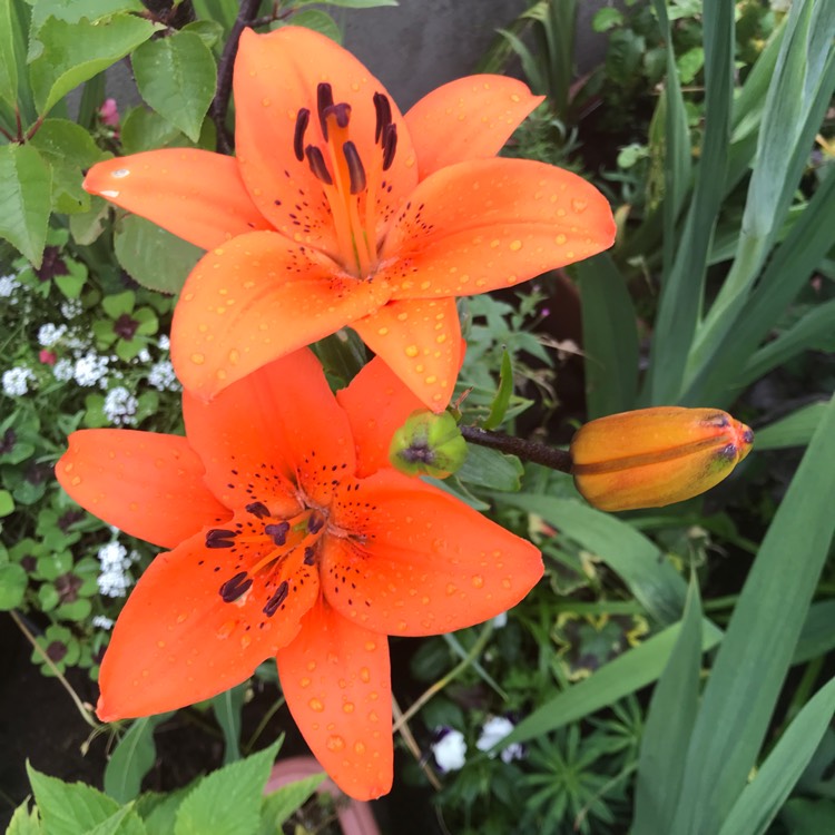 plant image 1103581