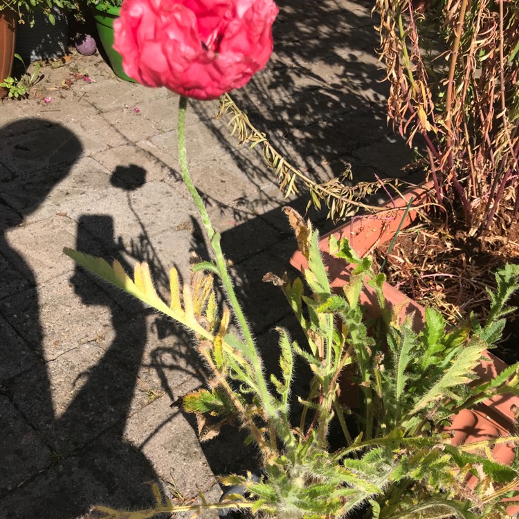 plant image 1113562
